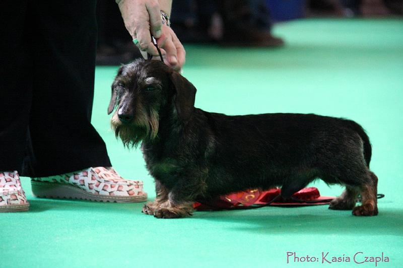 Crufts2011_2 813.jpg